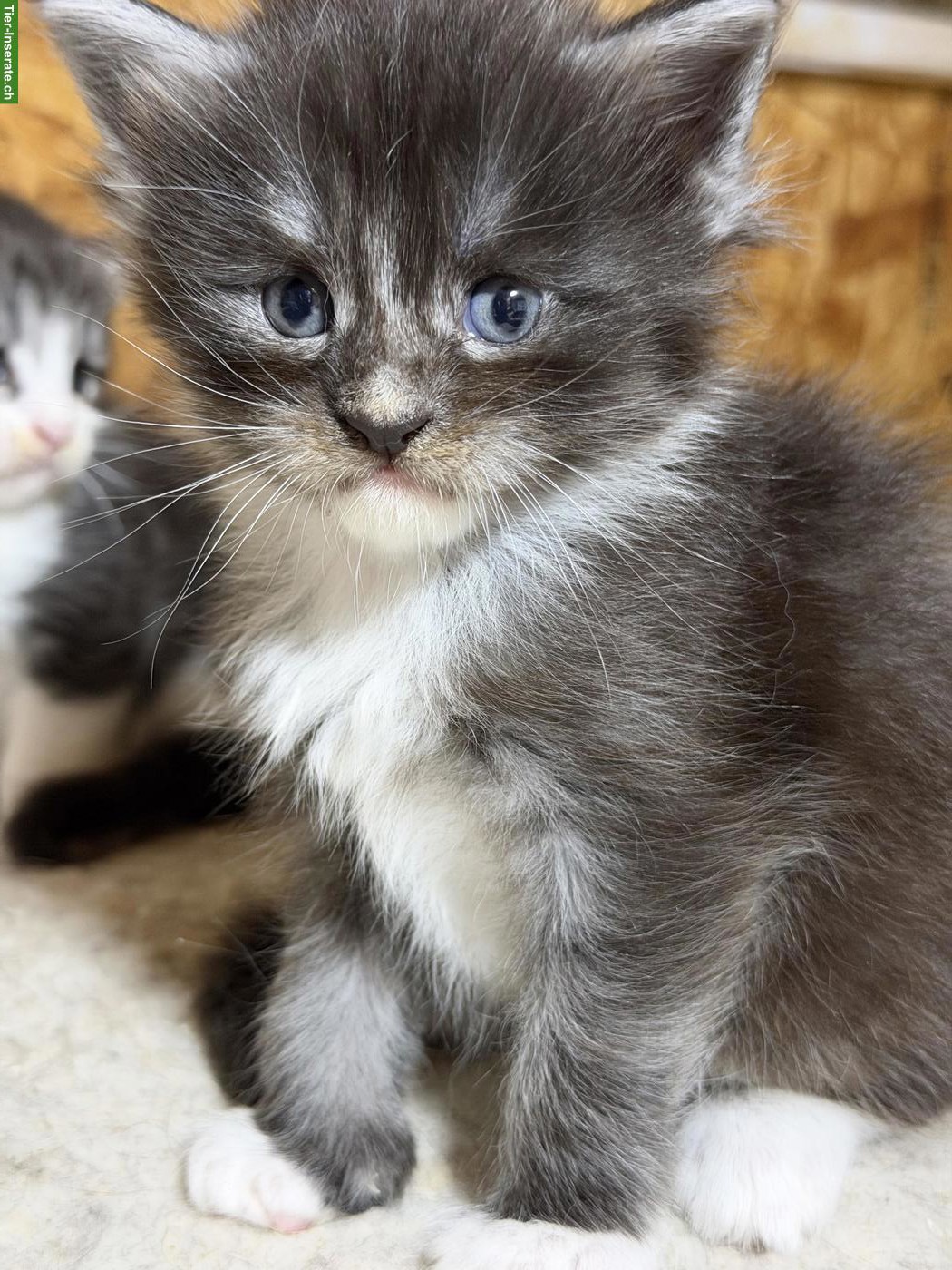 Bild 9: Maine Coon Kitten mit Stammbaum zu verkaufen