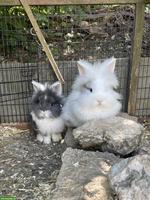Löwenkopfkaninchen, 1 Männchen & 2 Weibchen