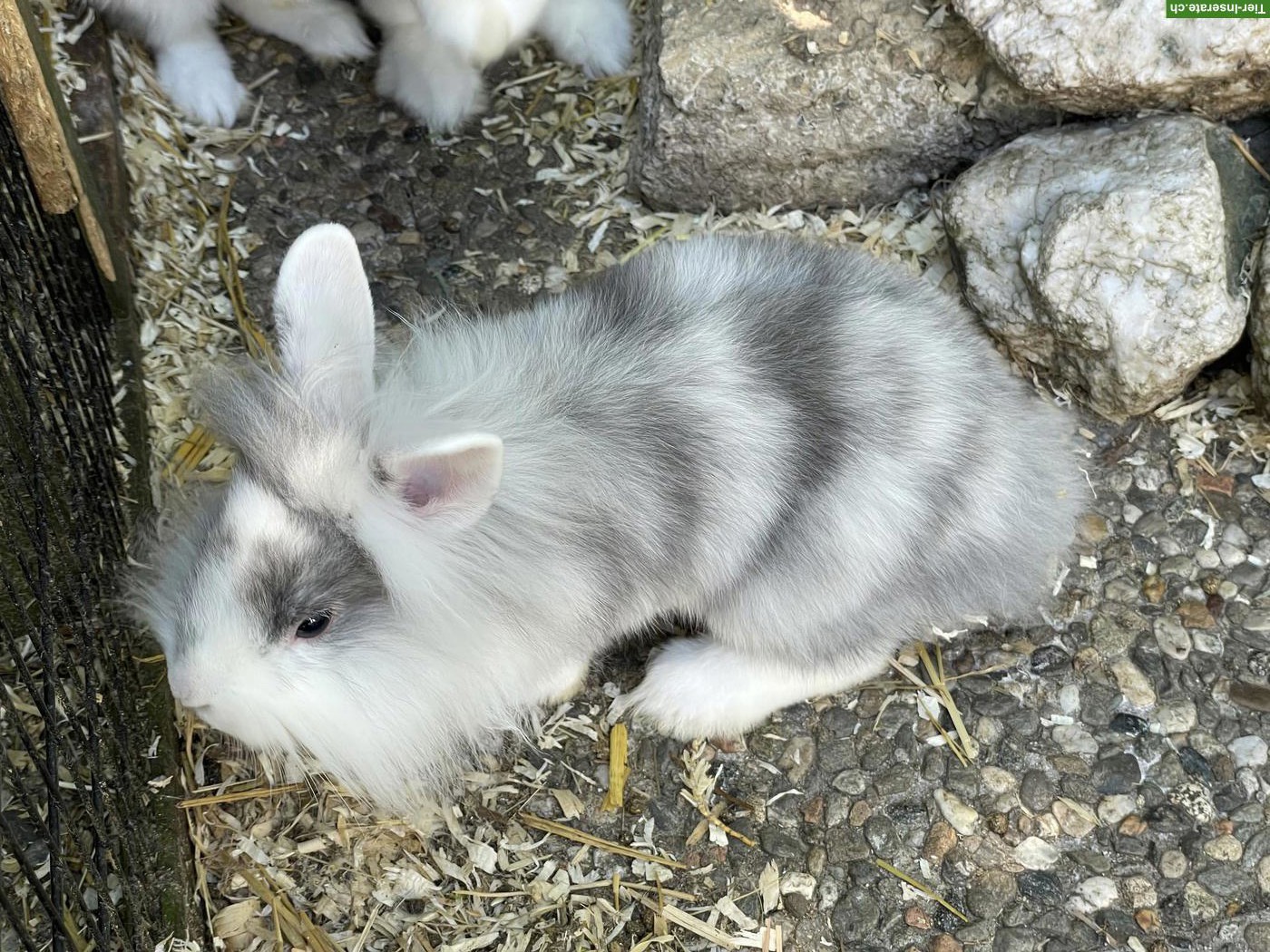 Bild 2: Löwenkopfkaninchen, 1 Männchen & 2 Weibchen