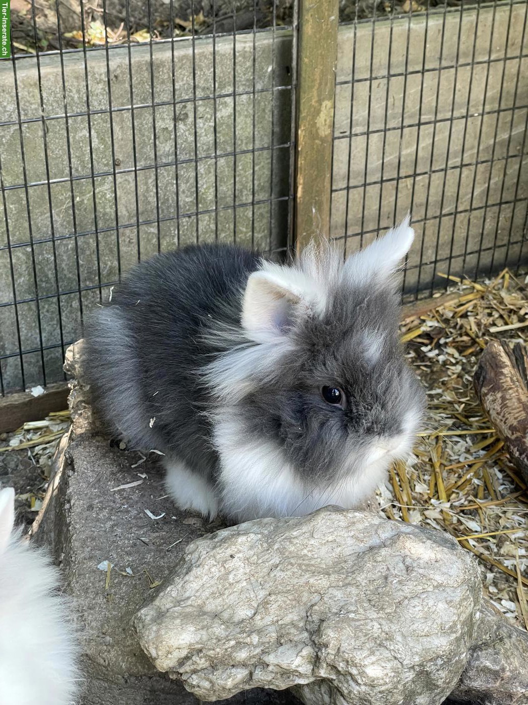 Bild 3: Löwenkopfkaninchen, 1 Männchen & 2 Weibchen