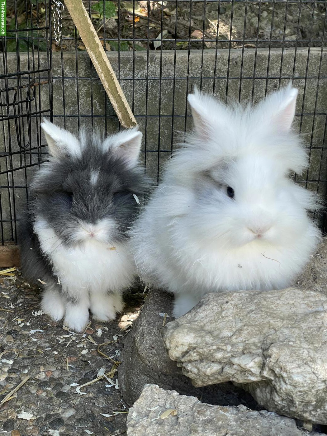 Bild 5: Löwenkopfkaninchen, 1 Männchen & 2 Weibchen