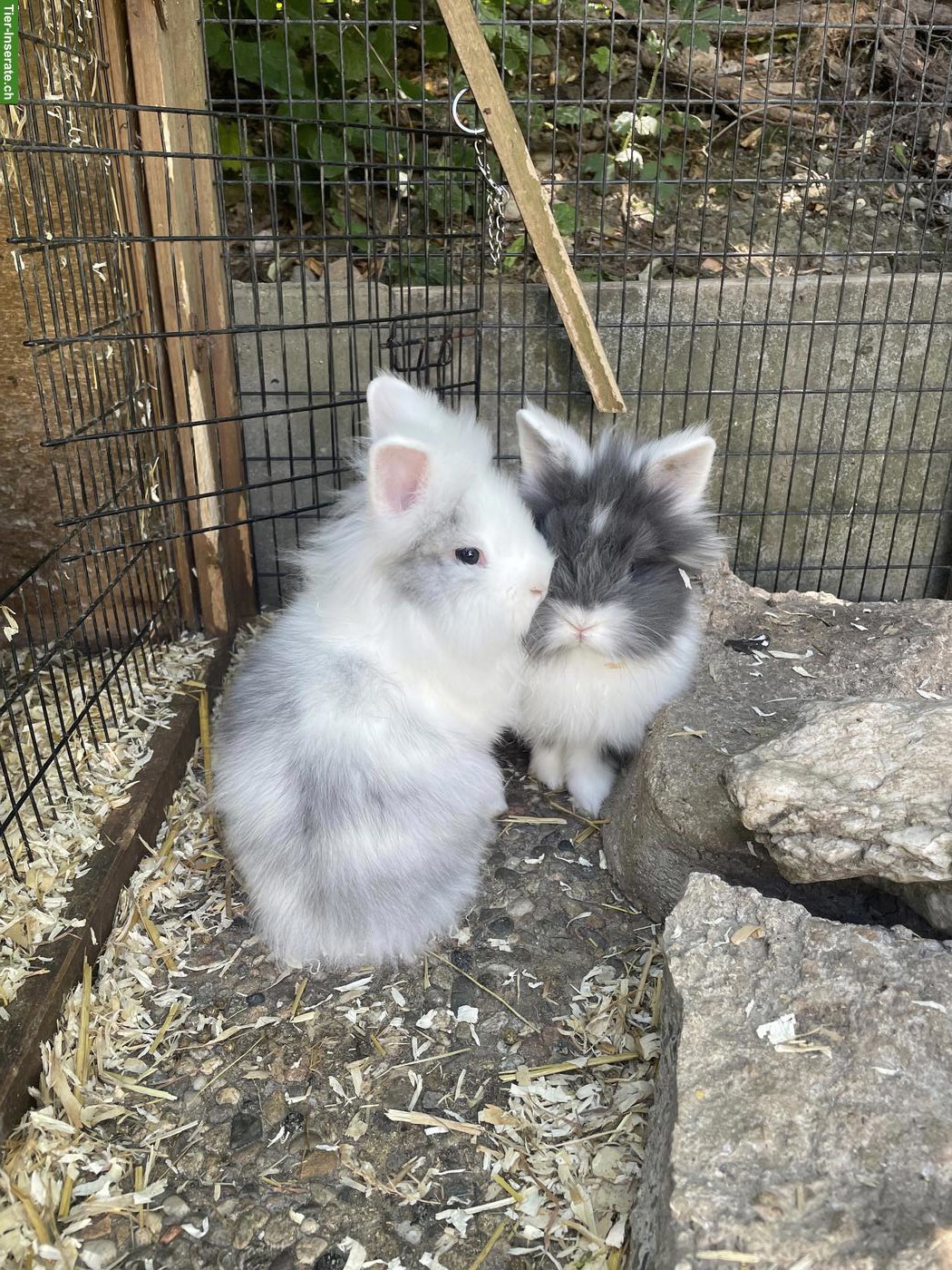 Bild 6: Löwenkopfkaninchen, 1 Männchen & 2 Weibchen