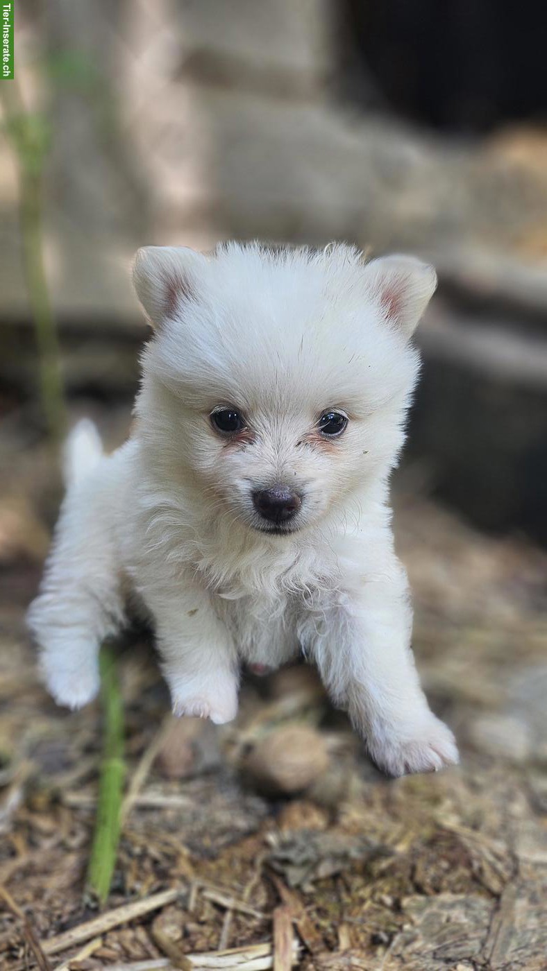 Süsse Spitz Welpen abzugeben