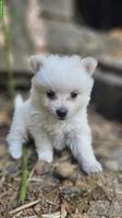 Süsse Spitz Welpen abzugeben