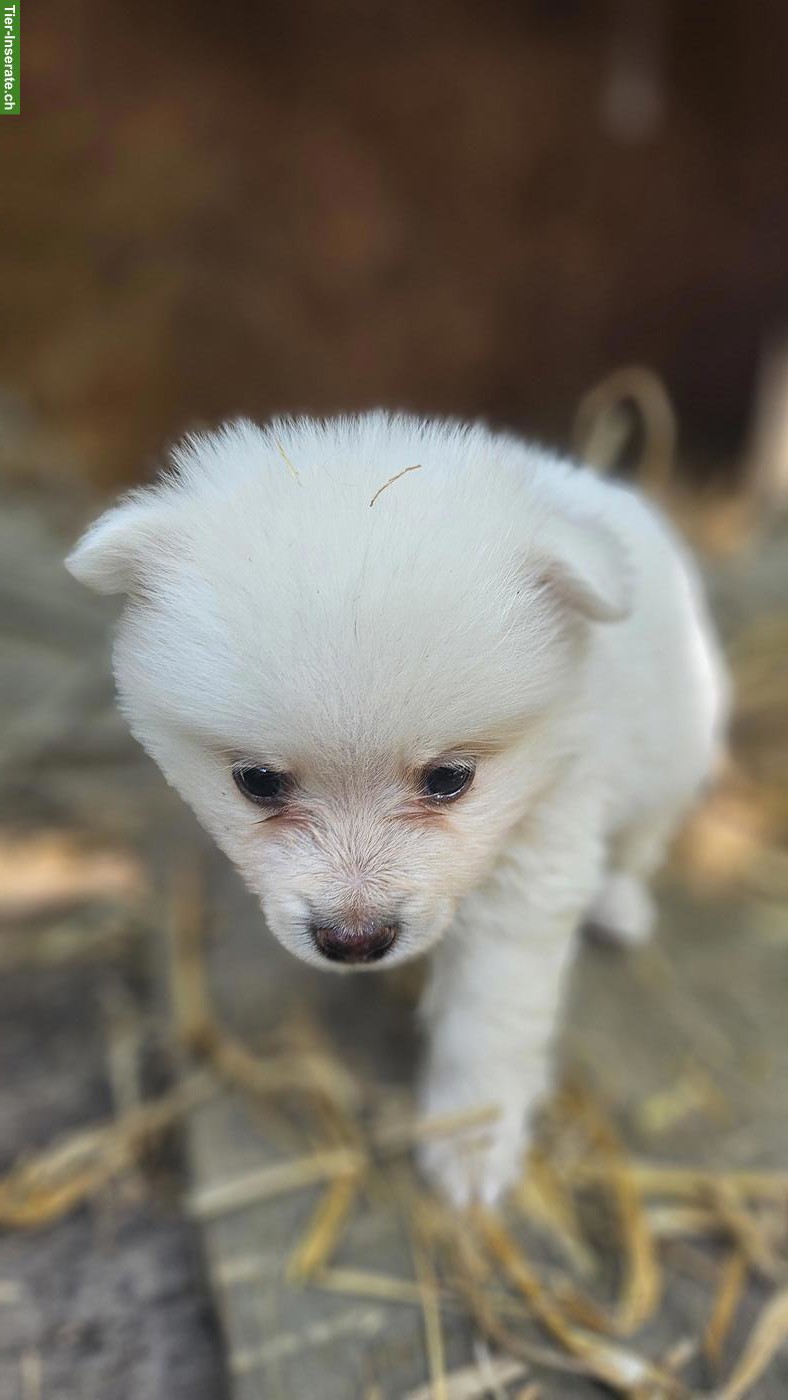 Bild 10: Süsse Spitz Welpen abzugeben