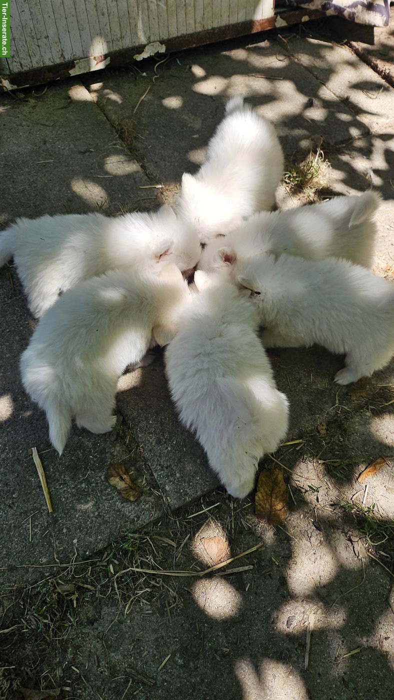 Bild 3: Süsse Spitz Welpen abzugeben