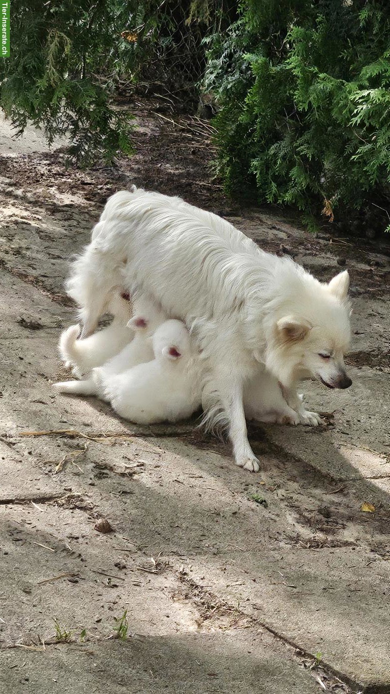 Bild 4: Süsse Spitz Welpen abzugeben