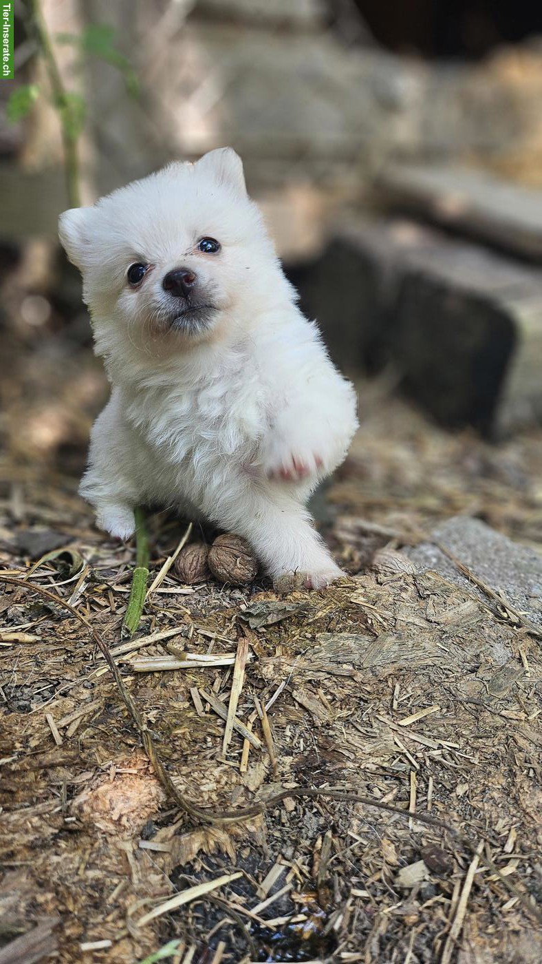 Bild 6: Süsse Spitz Welpen abzugeben