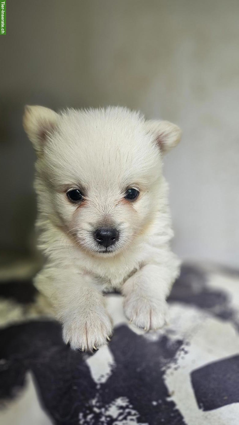 Bild 9: Süsse Spitz Welpen abzugeben