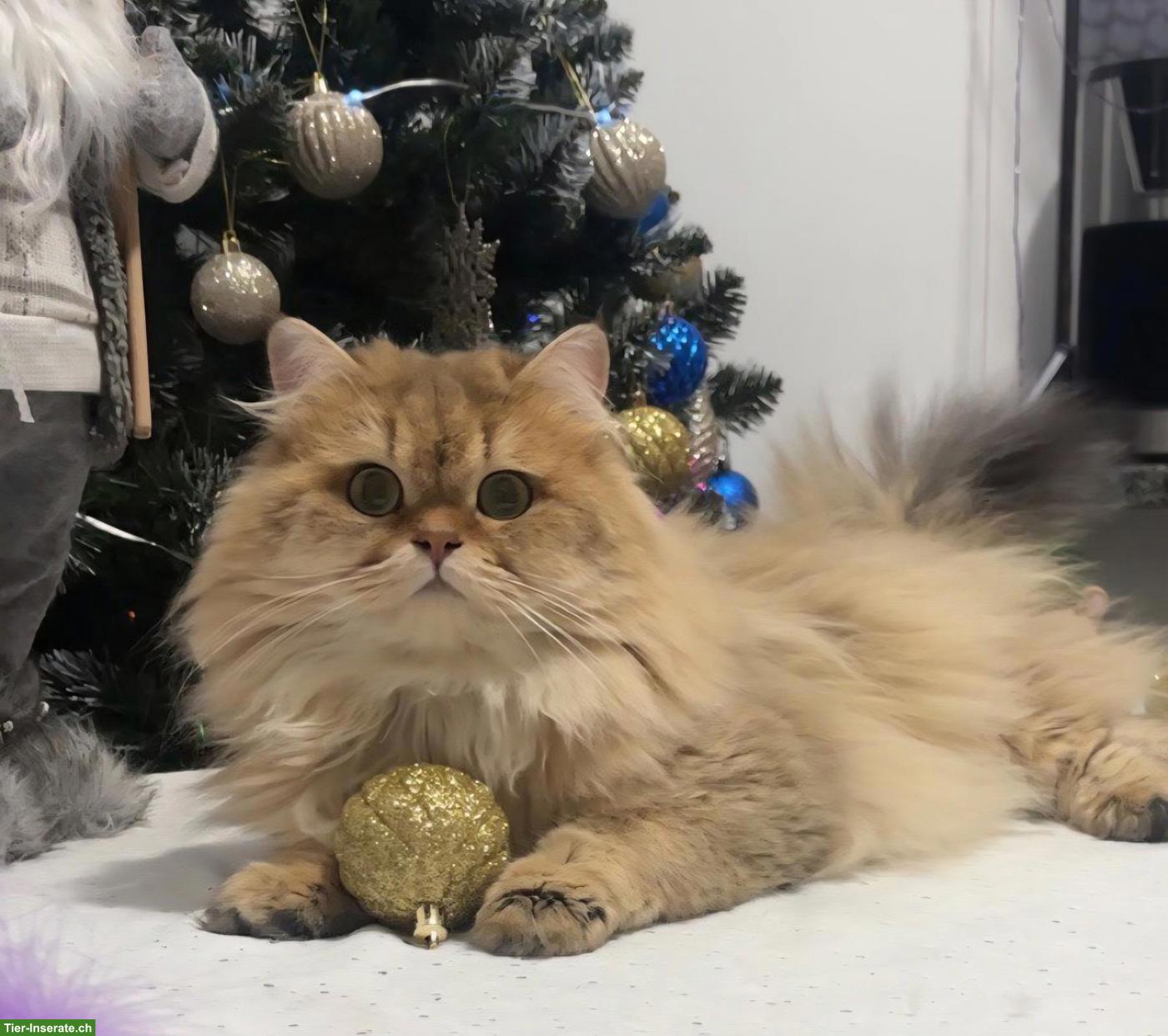 Scottish Straight Longhair Golden Kater mit Stammbaum