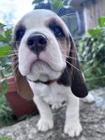Beagle Welpen mit FCI-Stammbaum aus liebevoller Familienaufzucht