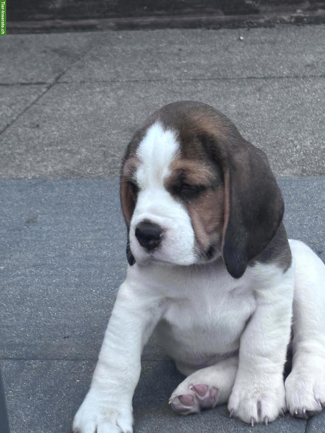 Bild 2: Beagle Welpen mit FCI-Stammbaum aus liebevoller Familienaufzucht