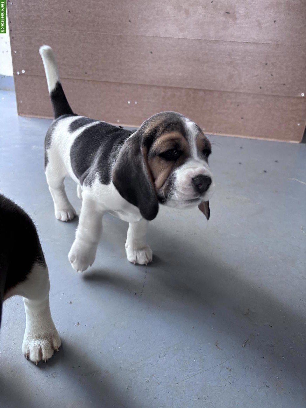Bild 3: Beagle Welpen mit FCI-Stammbaum aus liebevoller Familienaufzucht