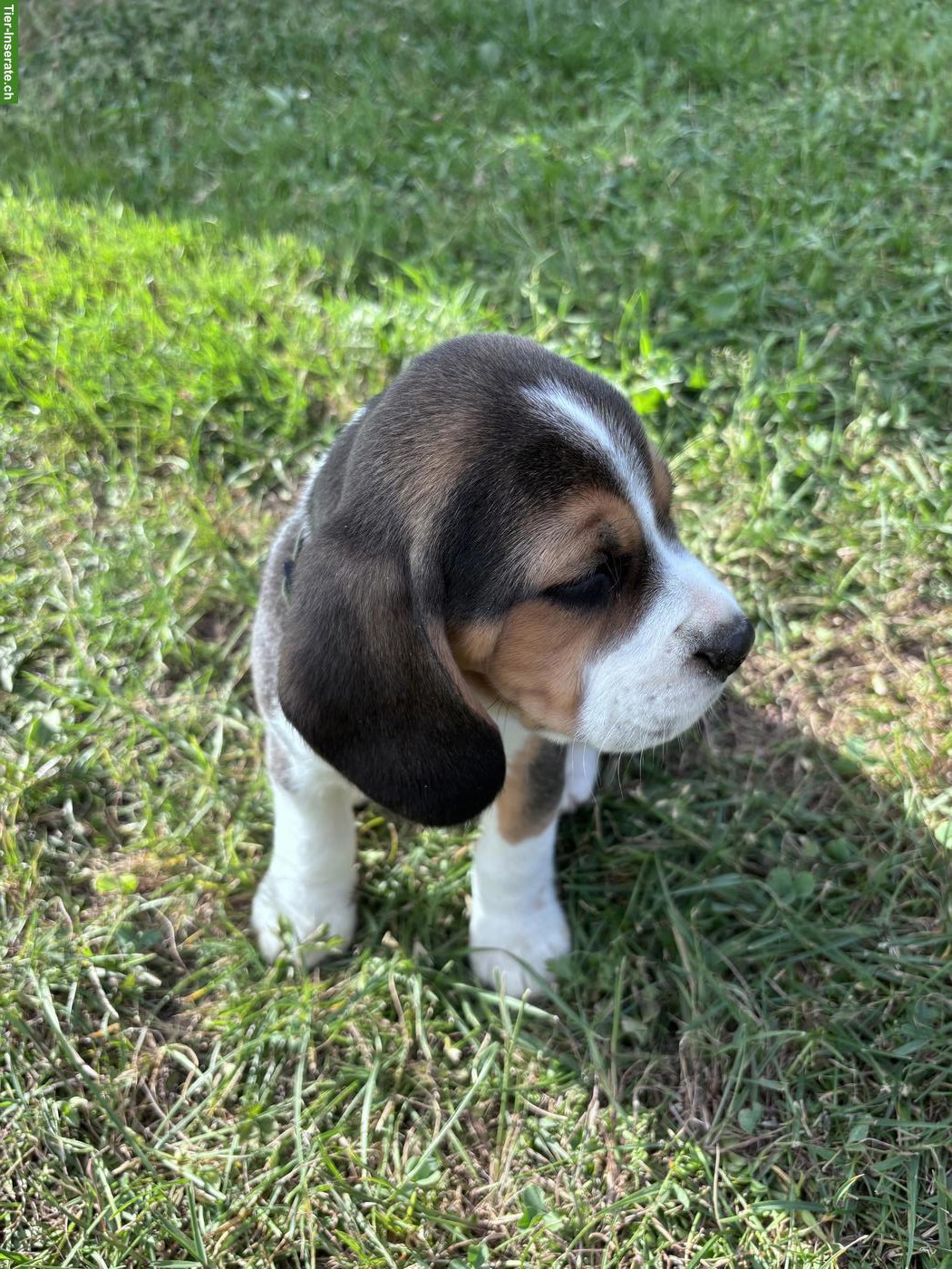 Bild 4: Beagle Welpen mit FCI-Stammbaum aus liebevoller Familienaufzucht