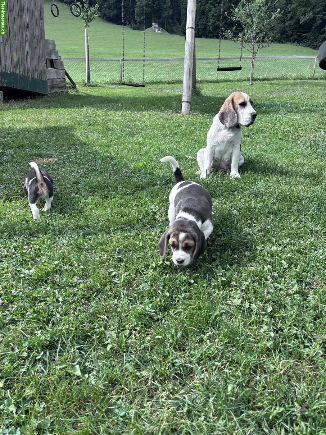 Bild 5: Beagle Welpen mit FCI-Stammbaum aus liebevoller Familienaufzucht