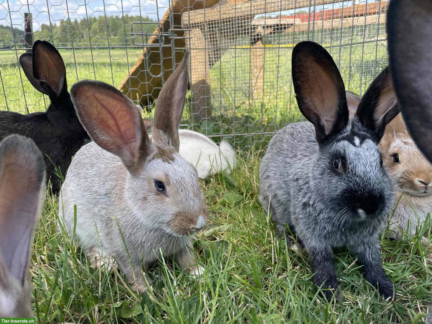Kaninchen zu verkaufen, Schweizer Schecke x Champagne Silber