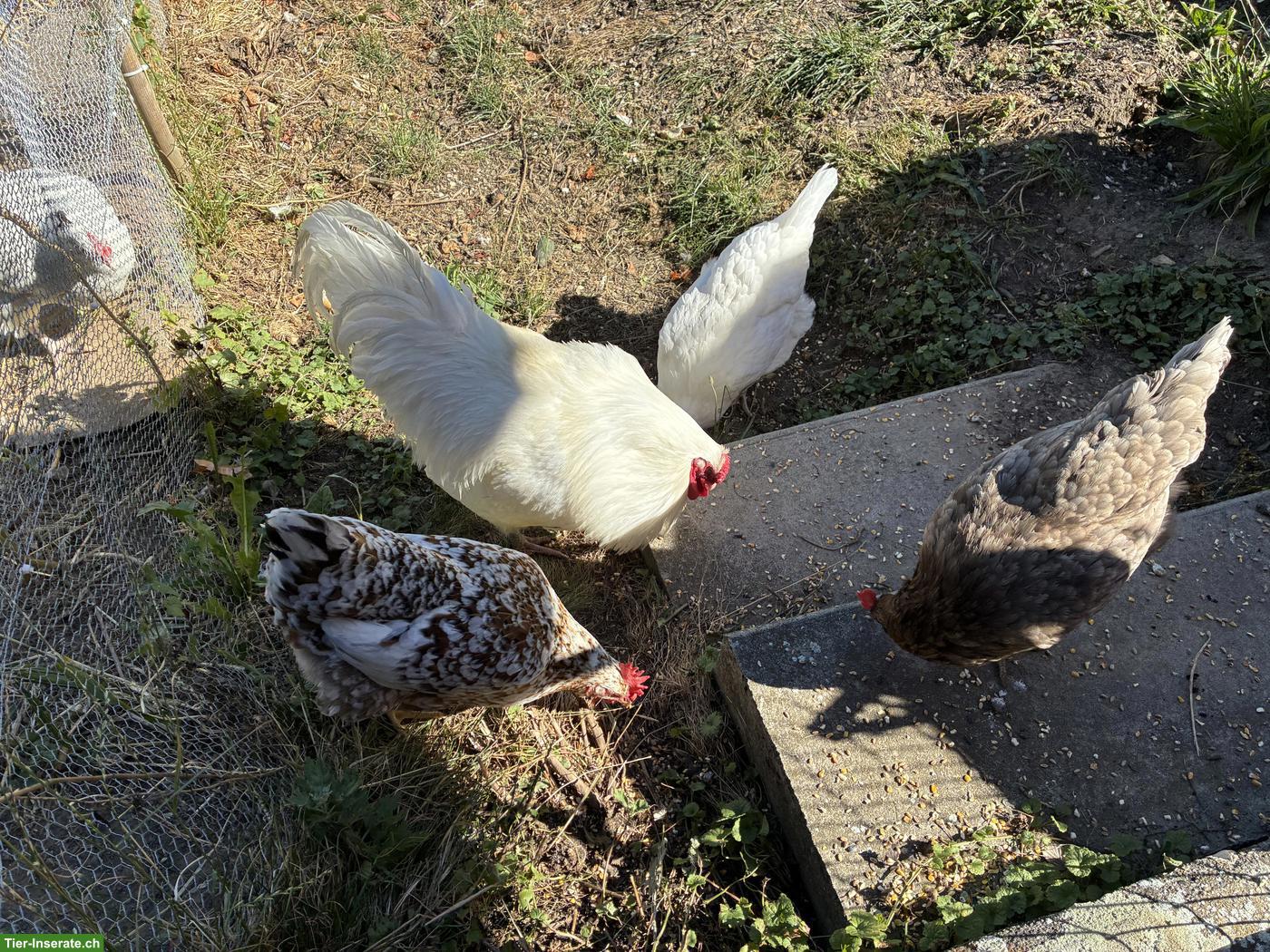 5 Hennen und 1 Hahn, Schweizerhuhn und Schwedisches Blumenhuhn