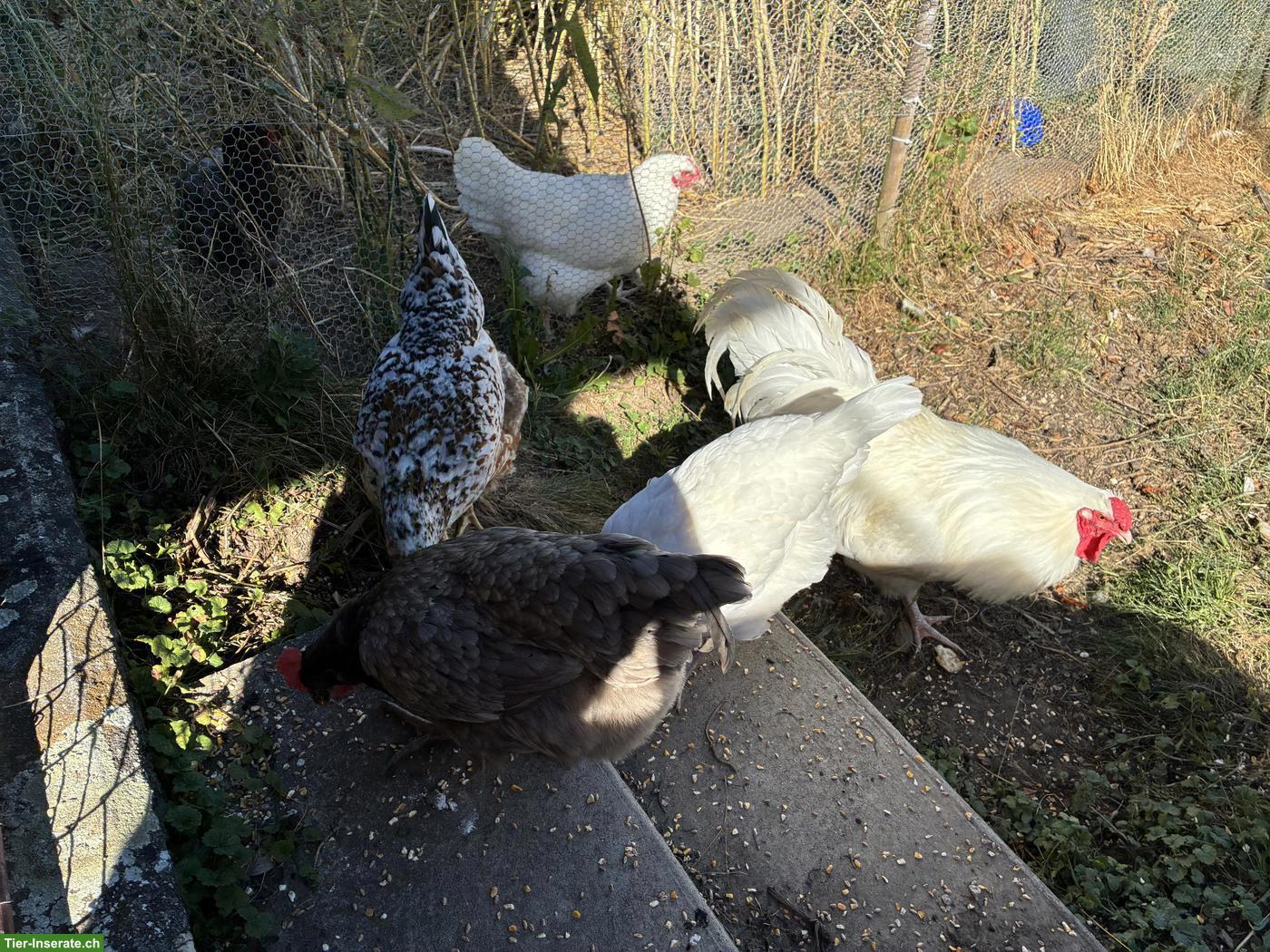 Bild 2: 5 Hennen und 1 Hahn, Schweizerhuhn und Schwedisches Blumenhuhn