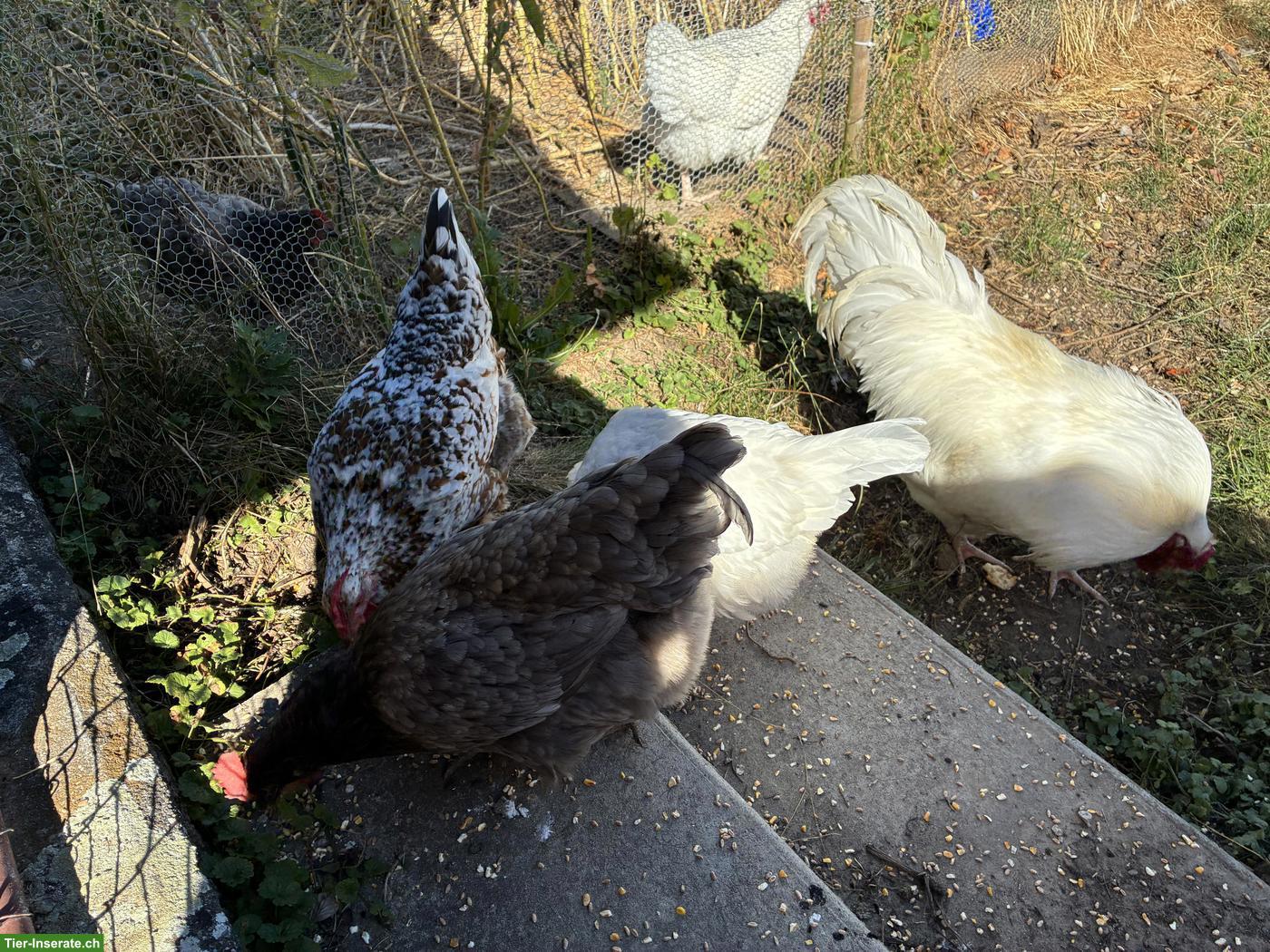 Bild 3: 5 Hennen und 1 Hahn, Schweizerhuhn und Schwedisches Blumenhuhn