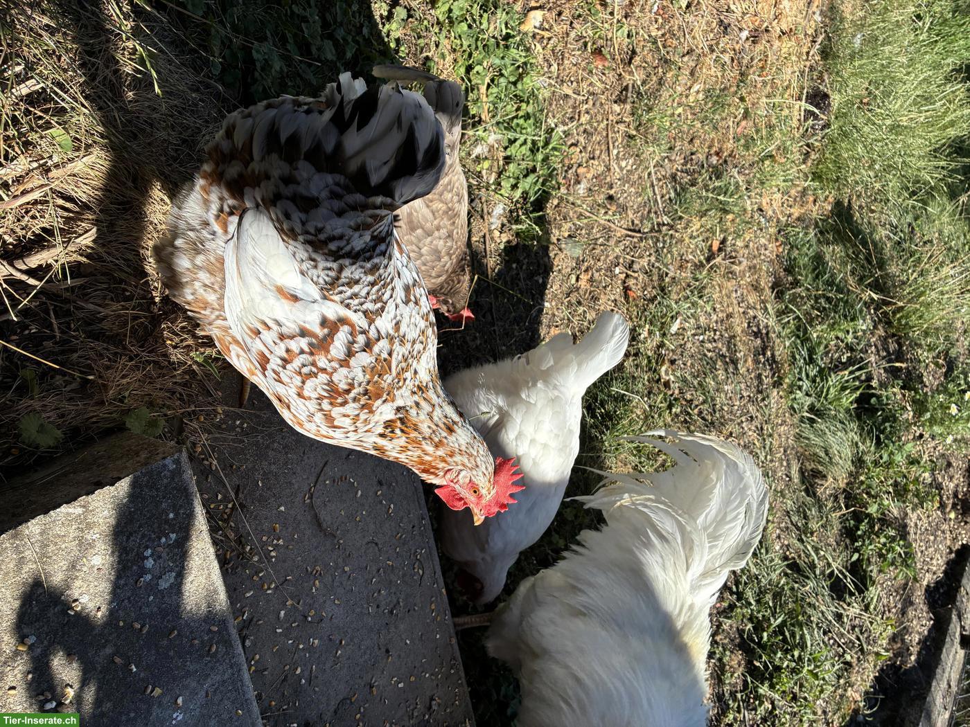 Bild 4: 5 Hennen und 1 Hahn, Schweizerhuhn und Schwedisches Blumenhuhn