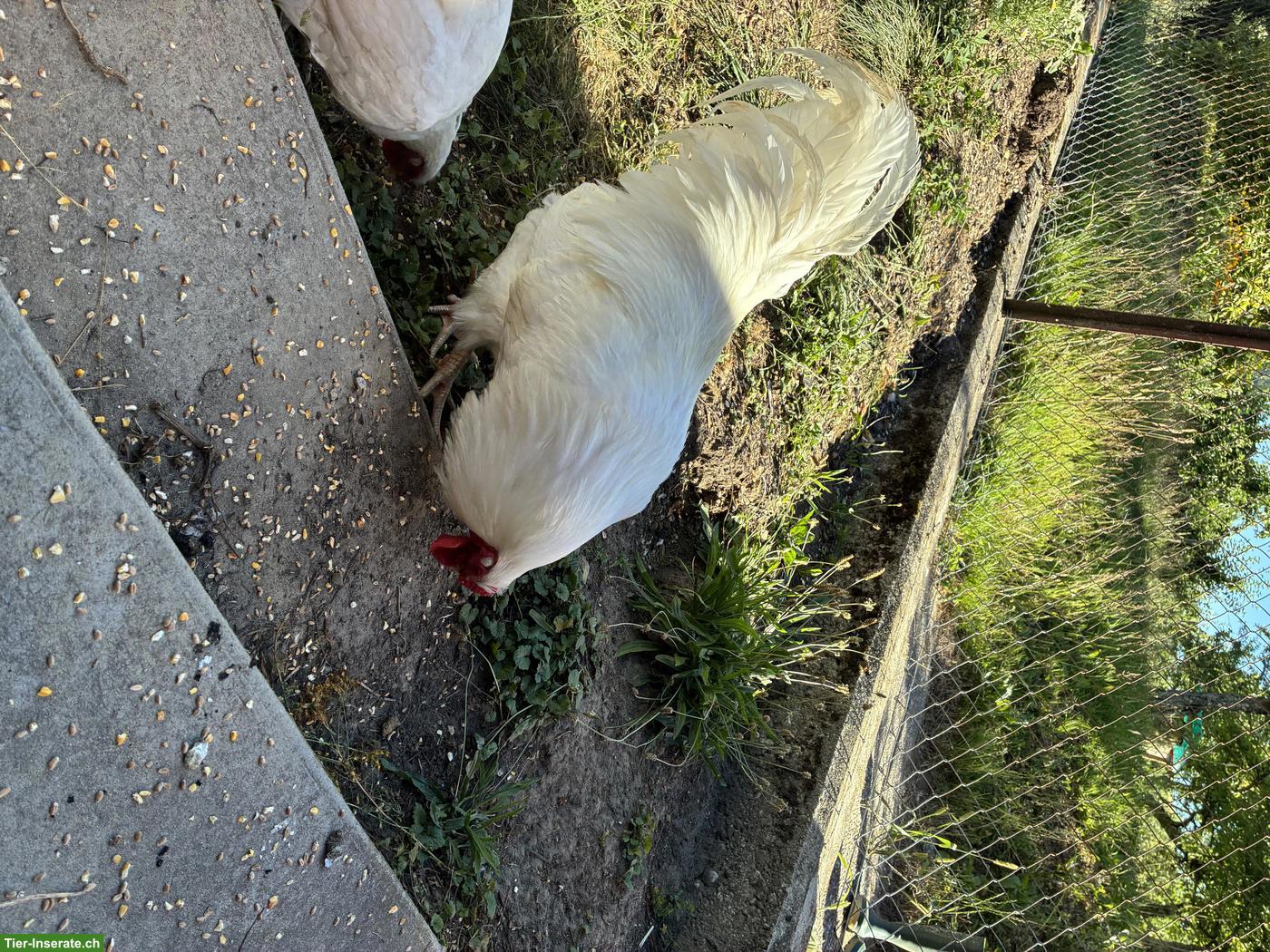 Bild 5: 5 Hennen und 1 Hahn, Schweizerhuhn und Schwedisches Blumenhuhn