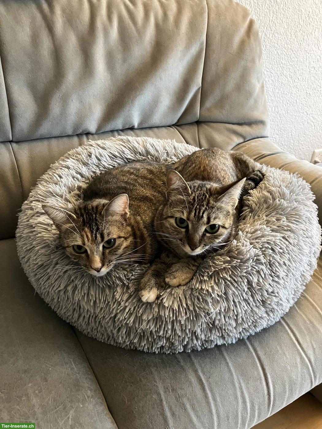 2 Katzengeschwister suchen ein neues Zuhause