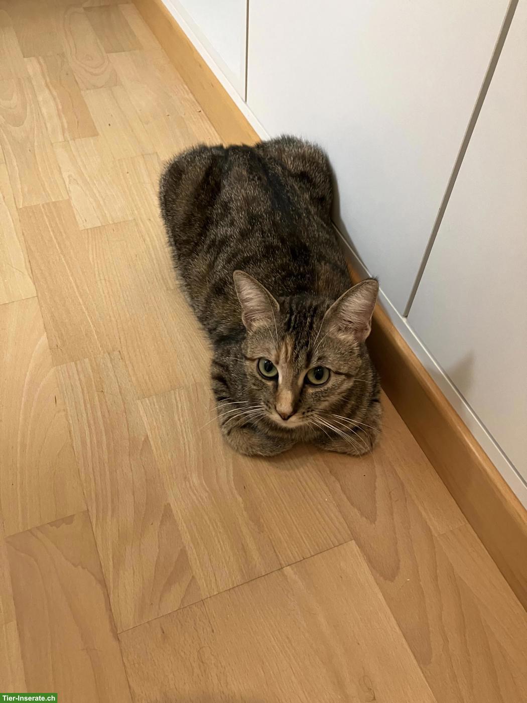 Bild 3: 2 Katzengeschwister suchen ein neues Zuhause