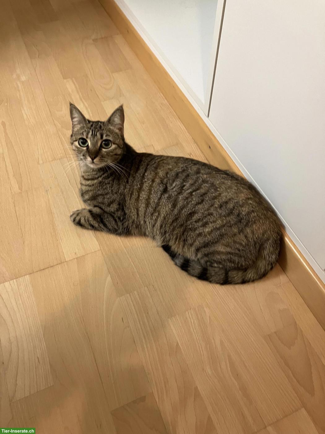 Bild 4: 2 Katzengeschwister suchen ein neues Zuhause