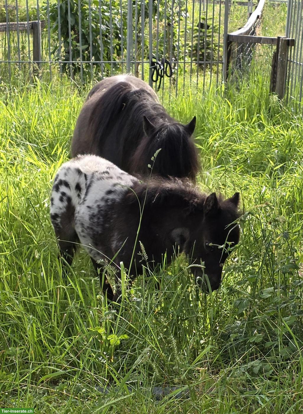 Shetlandpony Stute mit Stutfohlen