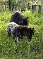 Shetlandpony Stute mit Stutfohlen