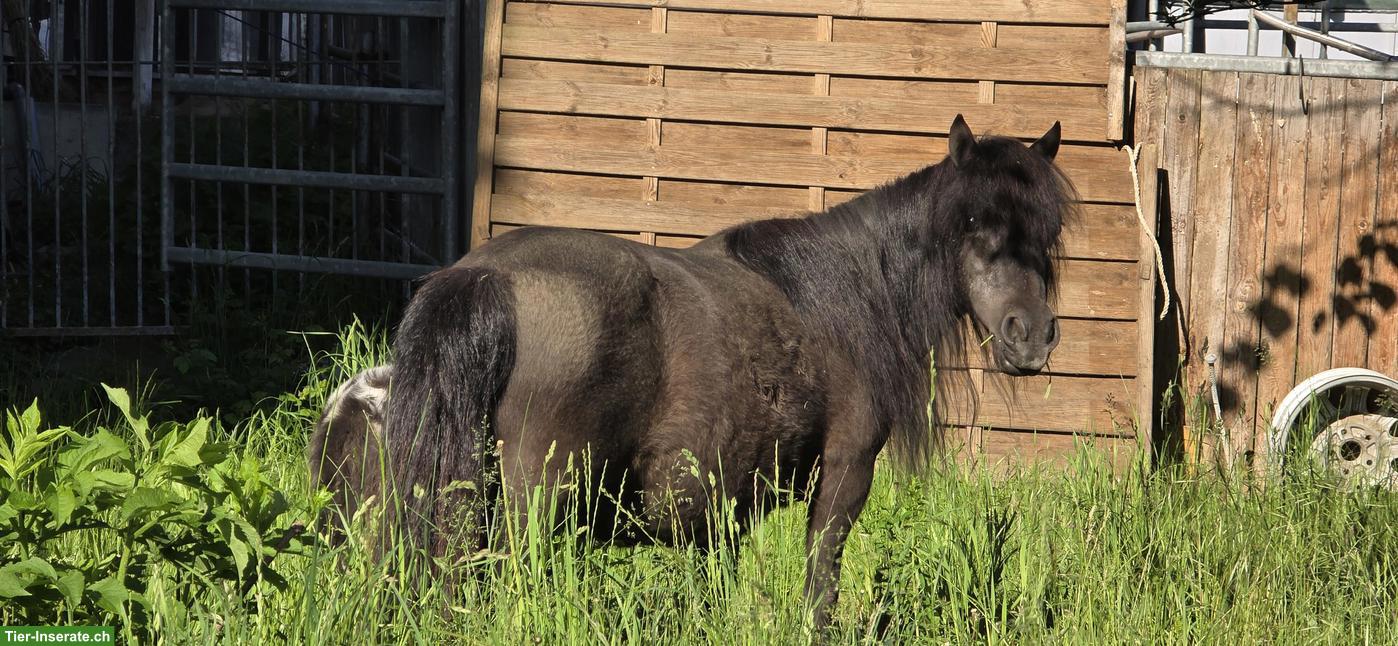 Bild 2: Shetlandpony Stute mit Stutfohlen