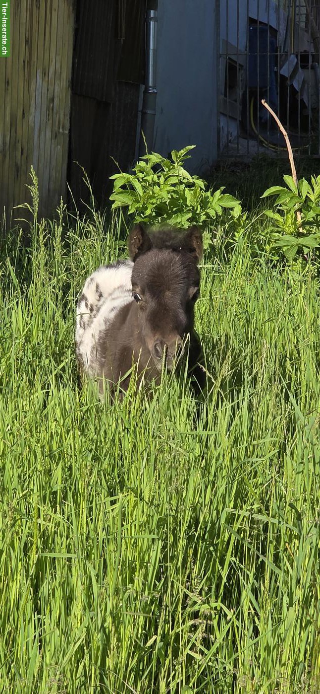 Bild 3: Shetlandpony Stute mit Stutfohlen