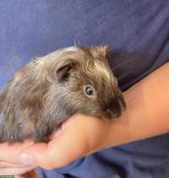 Lustige Meerschweinchen abzugeben