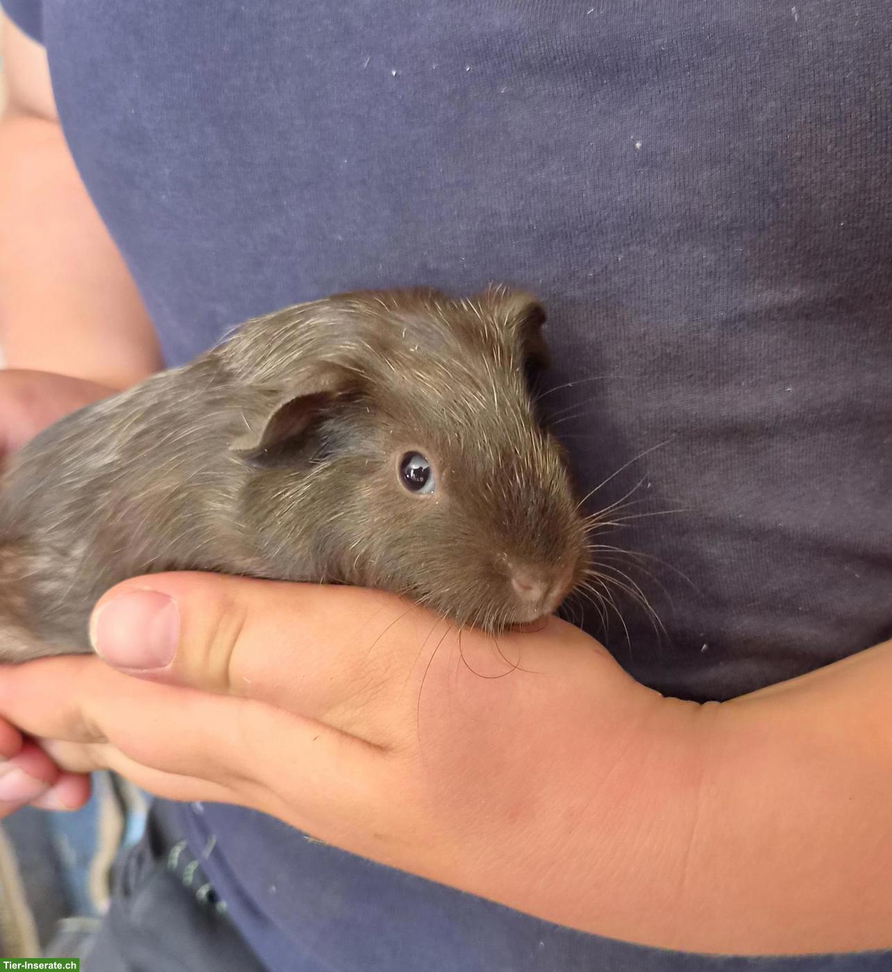 Bild 2: Lustige Meerschweinchen abzugeben