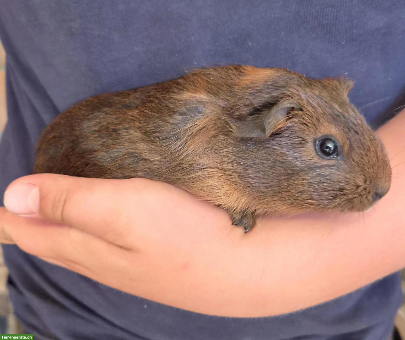 Bild 3: Lustige Meerschweinchen abzugeben