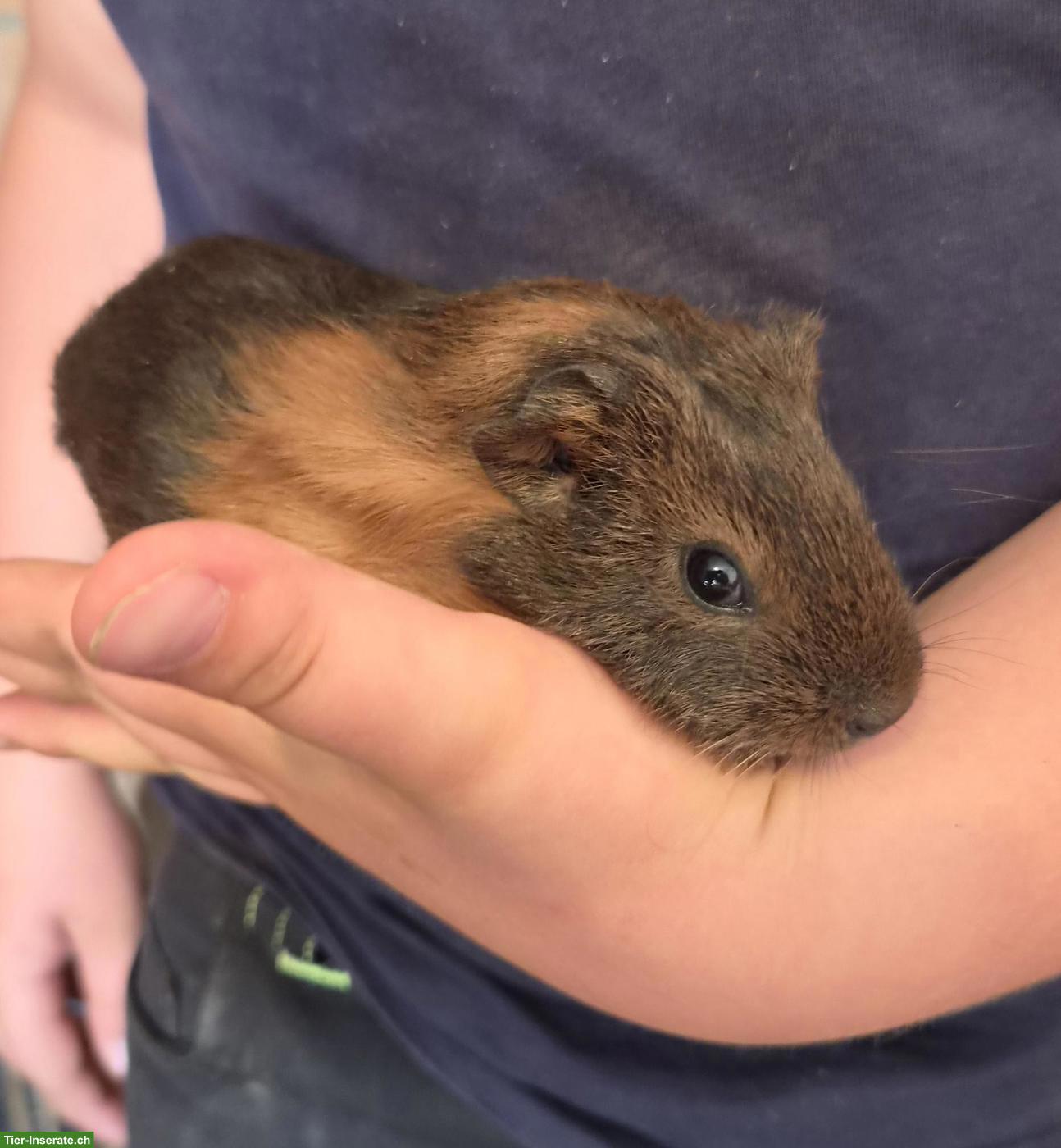 Bild 4: Lustige Meerschweinchen abzugeben