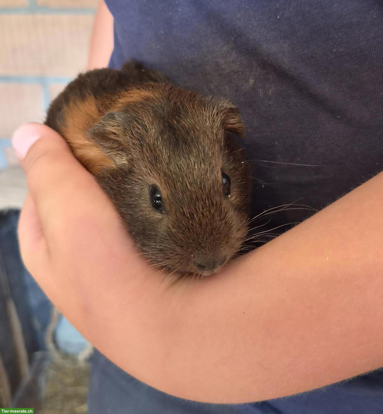 Bild 5: Lustige Meerschweinchen abzugeben