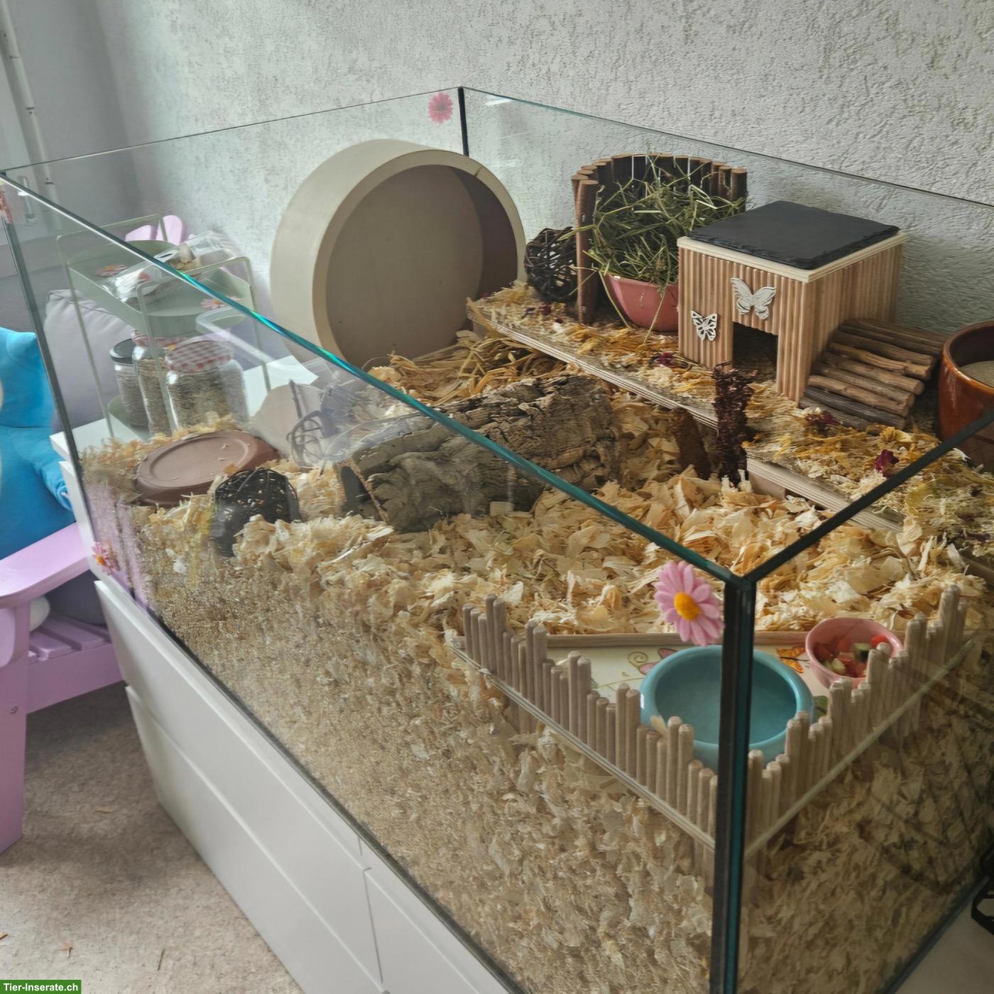 Bild 4: Nager Glasterrarium mit Deckel zu verkaufen
