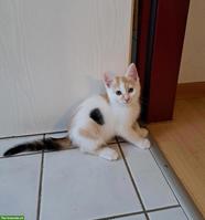 Dreifarbiges Kitten sucht Für-immer-Zuhause