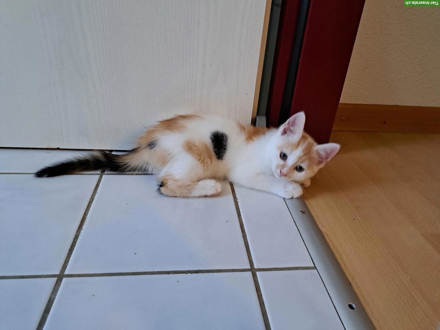 Bild 2: Dreifarbiges Kitten sucht Für-immer-Zuhause