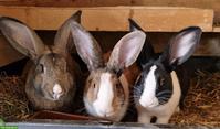 Kaninchen suchen neue Lebensplätze mit Auslauf