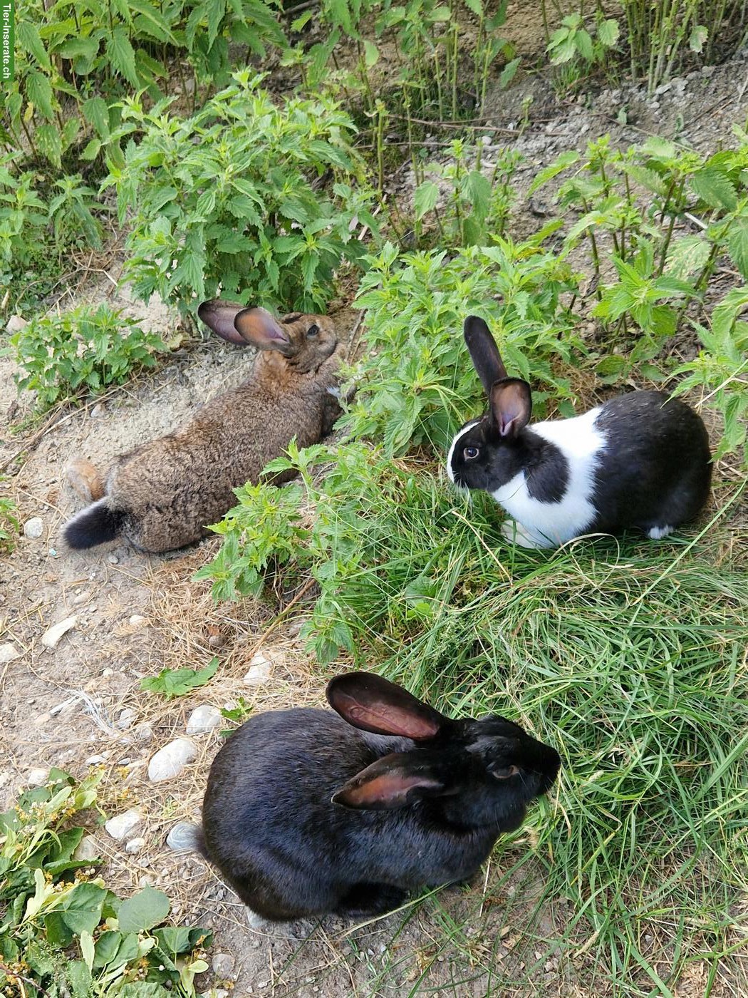 Bild 3: Kaninchen suchen neue Lebensplätze mit Auslauf