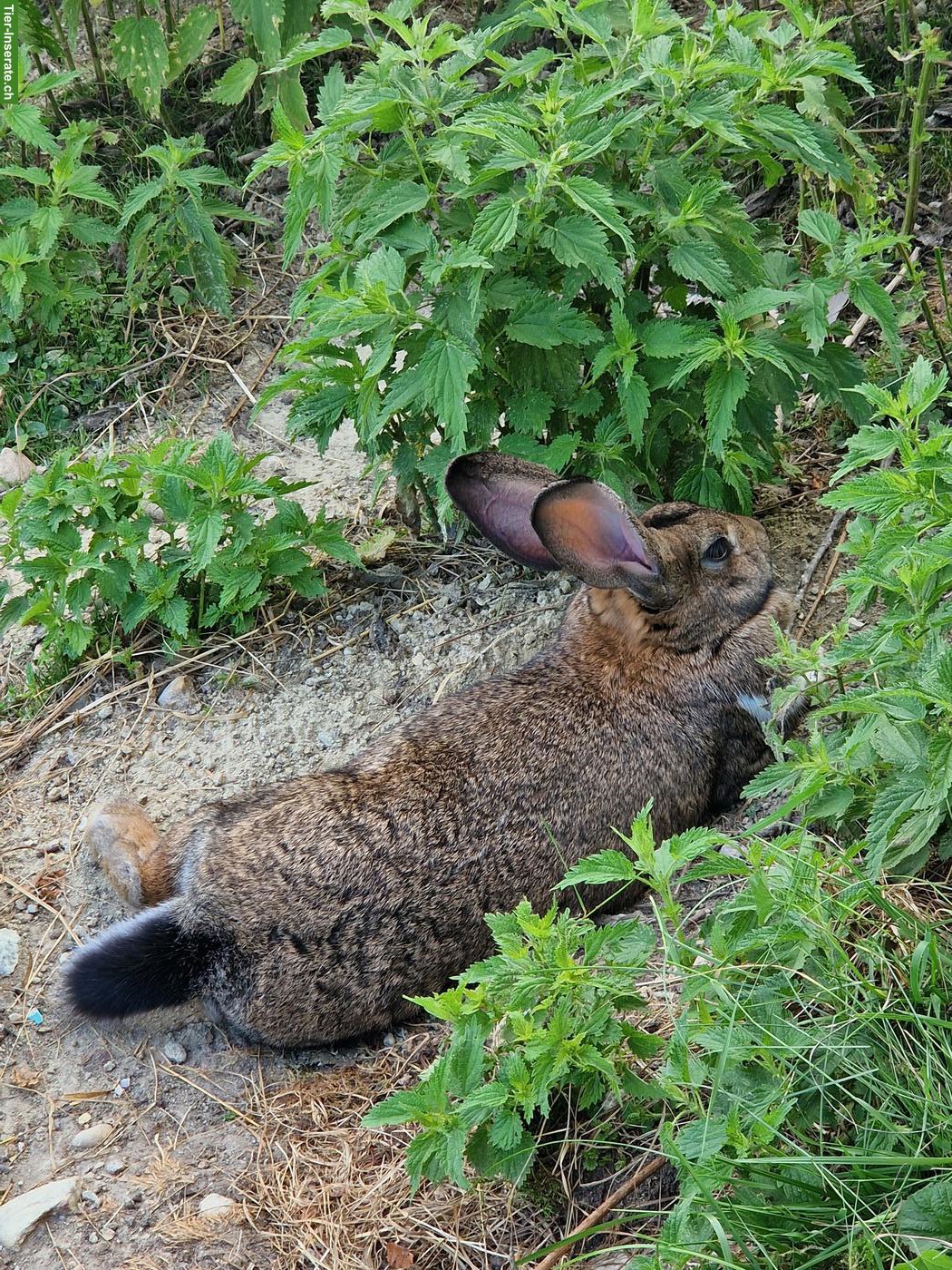 Bild 4: Kaninchen suchen neue Lebensplätze mit Auslauf