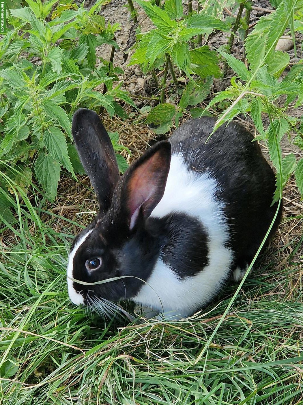 Bild 5: Kaninchen suchen neue Lebensplätze mit Auslauf