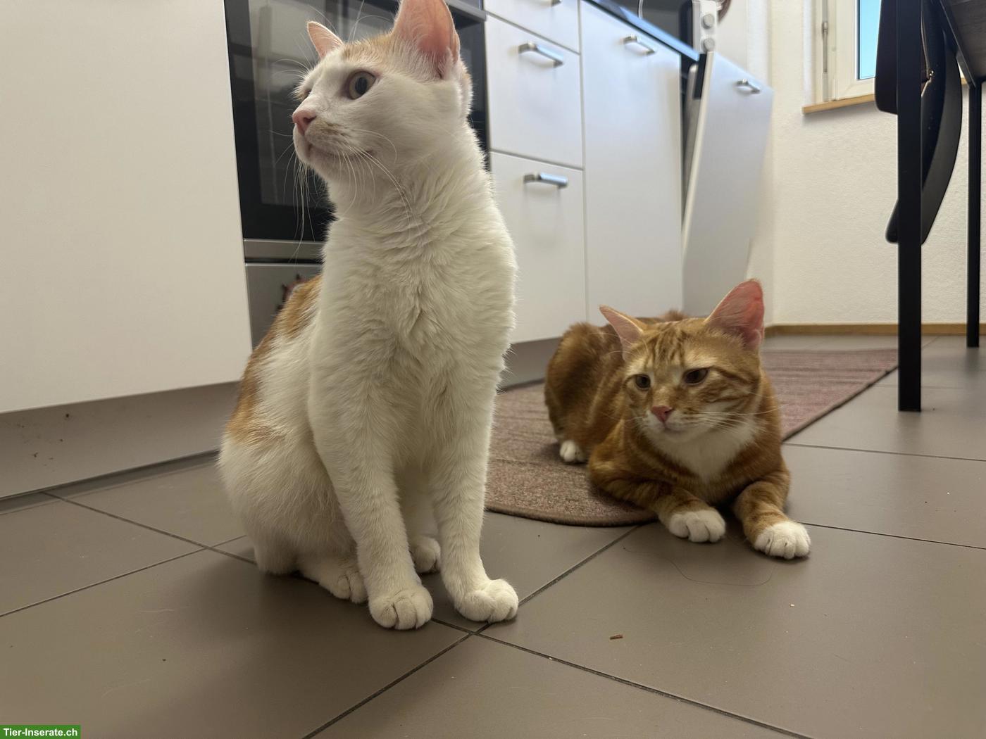 2 Geschwisterkatzen suchen ein liebevolles Zuhause 🐾