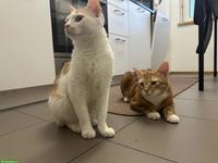 2 Geschwisterkatzen suchen ein liebevolles Zuhause 🐾