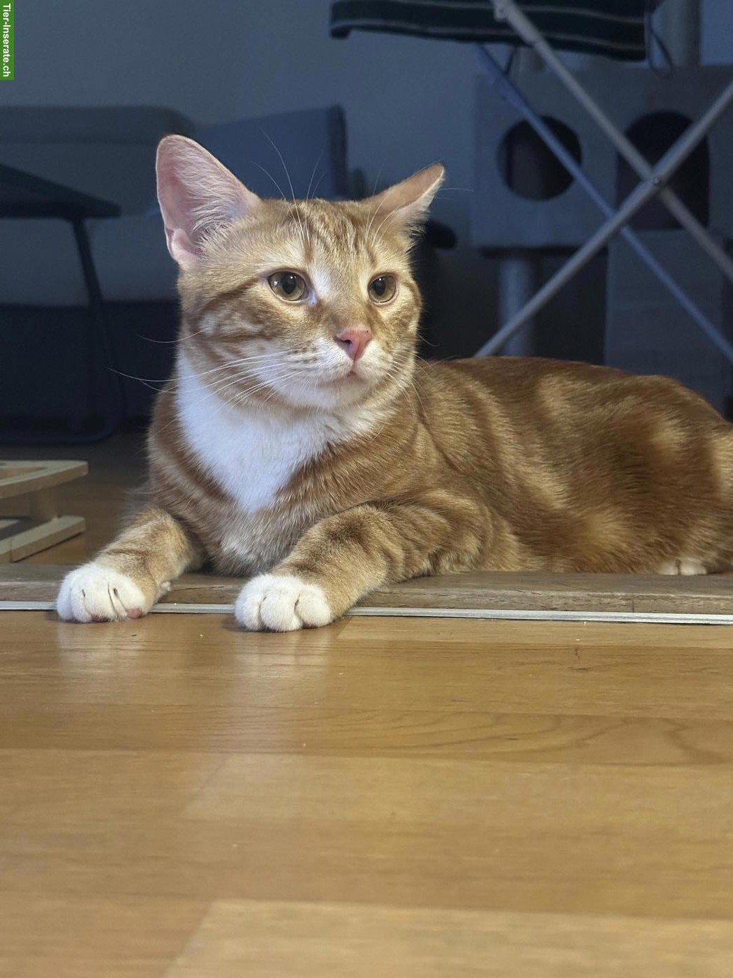Bild 2: 2 Geschwisterkatzen suchen ein liebevolles Zuhause 🐾