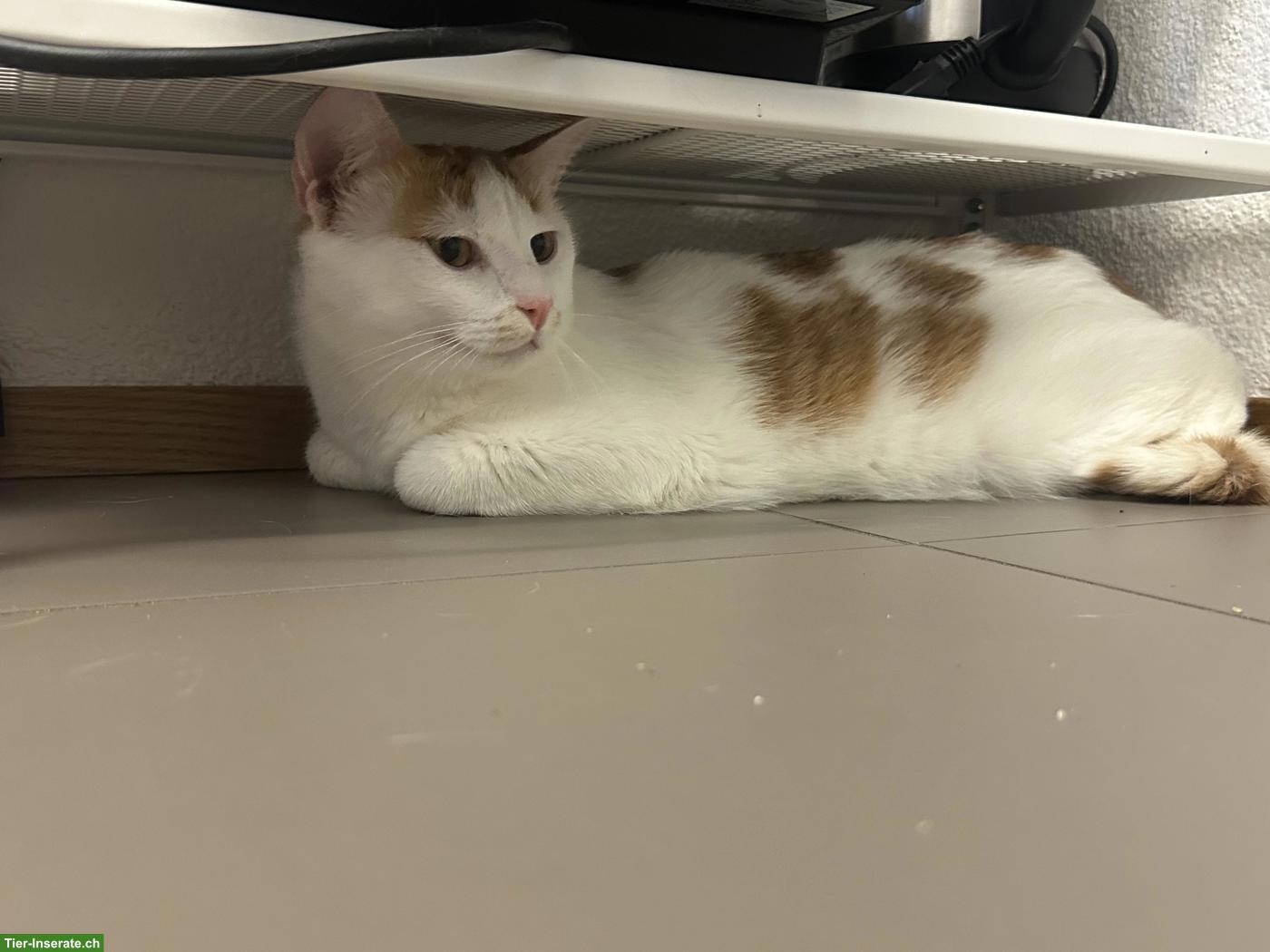 Bild 3: 2 Geschwisterkatzen suchen ein liebevolles Zuhause 🐾