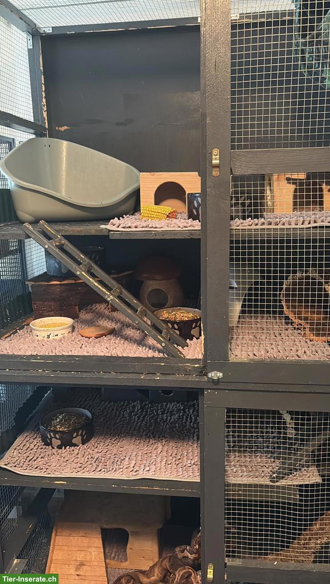 Bild 2: Holzkäfig gratis abzugeben