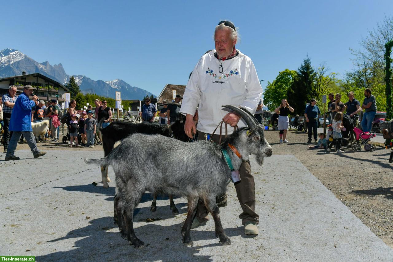 Capra Grigia Ziegenbock